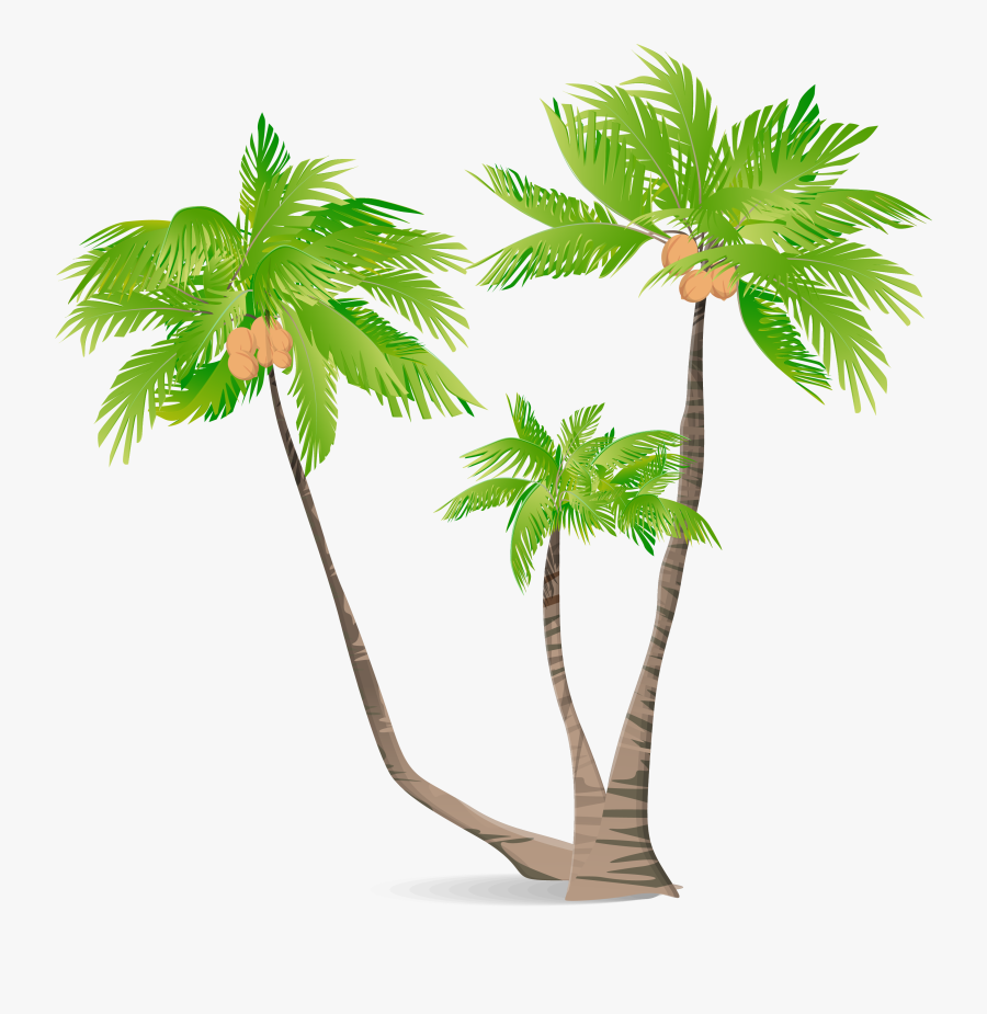 Arecaceae Green Coconut Illustration - Illustration Coconut Tree Png, Transparent Clipart
