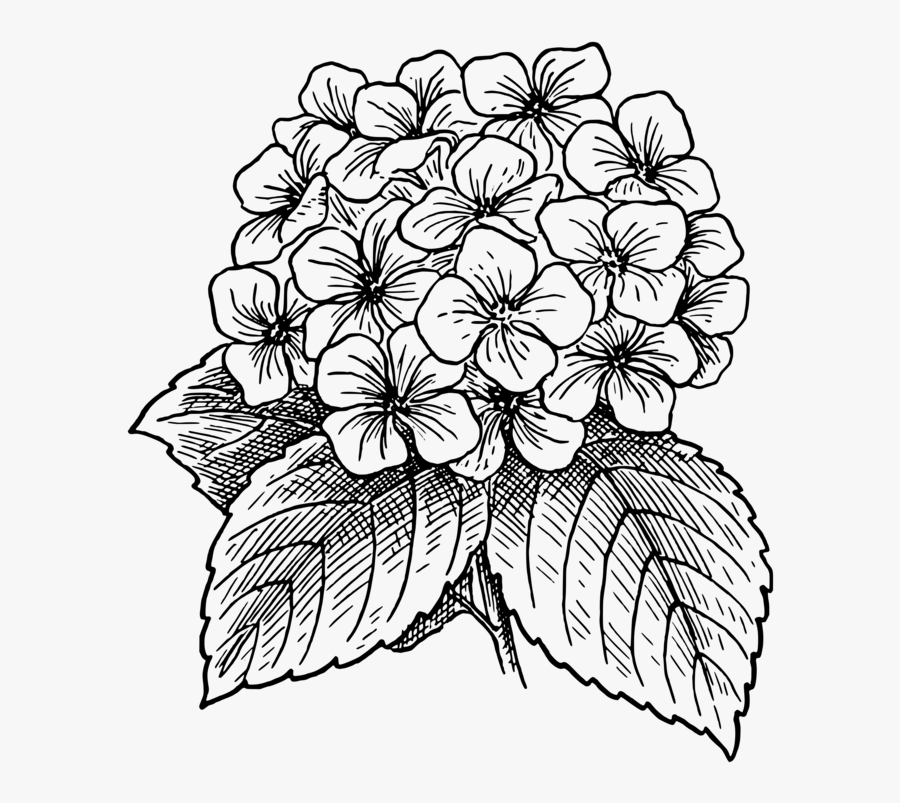 Hydrangea Flower Drawing, Transparent Clipart