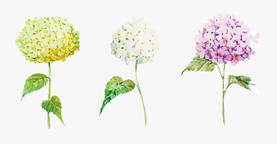 Hydrangea Clipart Plant Png - Hydrangea Clipart, Transparent Clipart