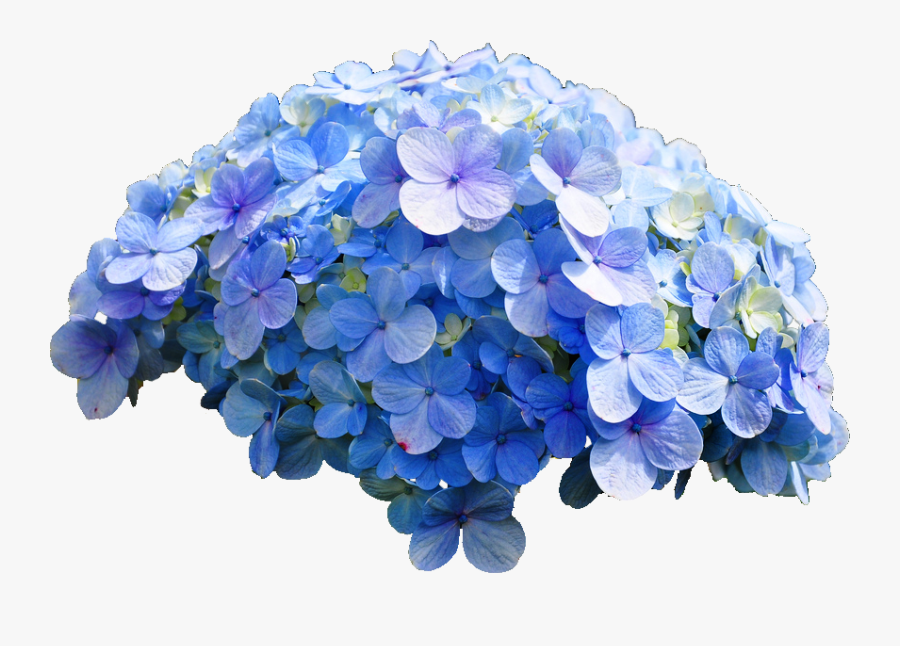 Clip Art Hydrangea Flower Picture - Blue Flowers Tumblr Png, Transparent Clipart