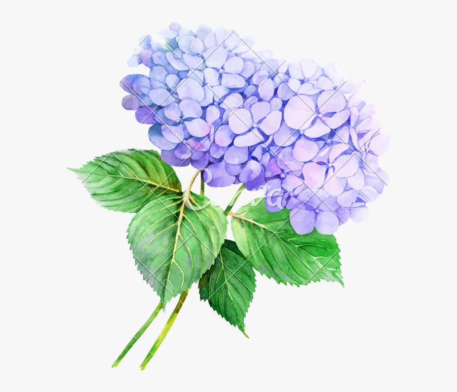 Flower Hydrangea Watercolor Painting Illustration Stock - Watercolor Hydrangea Png, Transparent Clipart