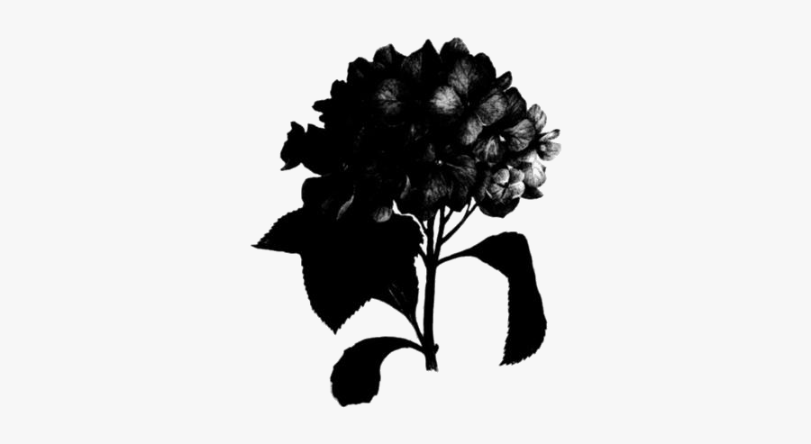 Hydrangea Png Image Clipart - Illustration, Transparent Clipart