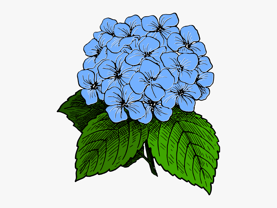 Free Hydrangea Drawing Minimalist Download - Hydrangea Clip Art is a free t...