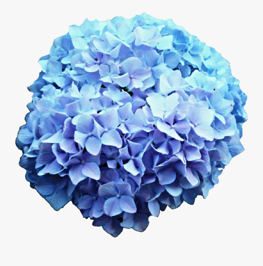 Hydrangea Clipart Blue Hydrangea - Pastel Blue Flowers Png, Transparent Clipart