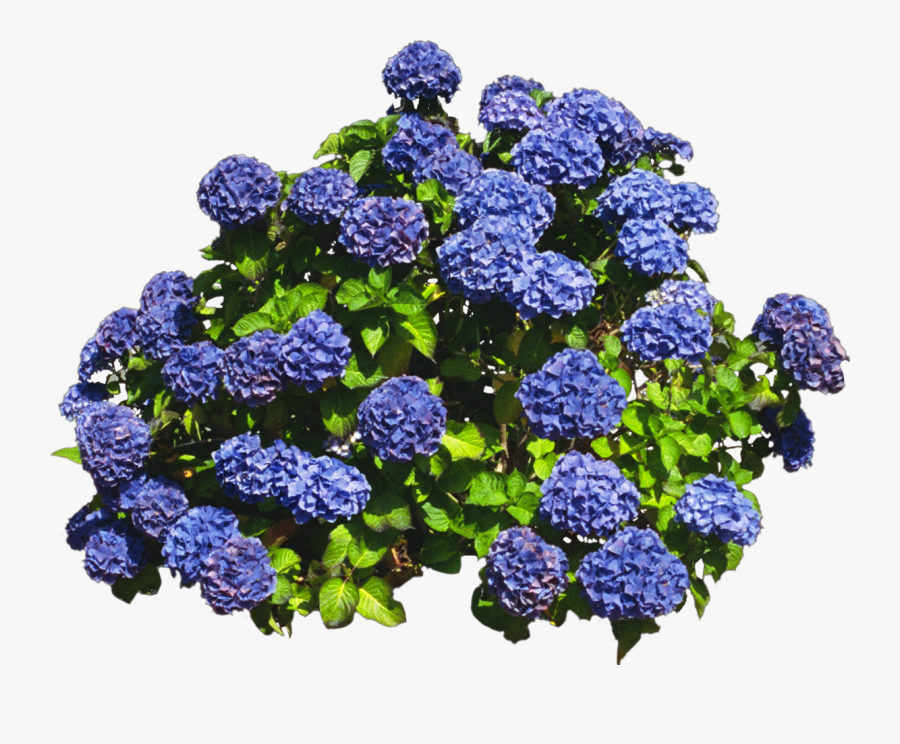 Hydrangea Shrub Tree Clip Art - Virágzó Bokor Png, Transparent Clipart