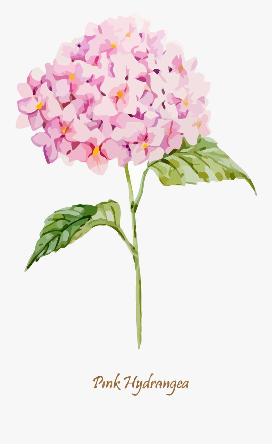 Clipart Transparent Library Oakleaf Euclidean Clip - Pink Hydrangea Watercolor Png, Transparent Clipart