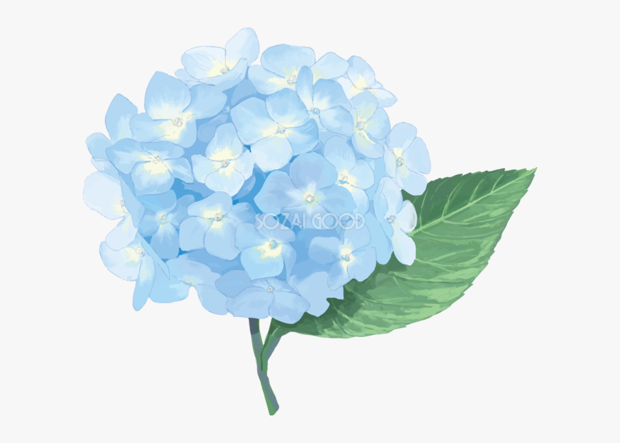 French Hydrangea East Asian Rainy Season Illustrator - Hydrangea Serrata, Transparent Clipart