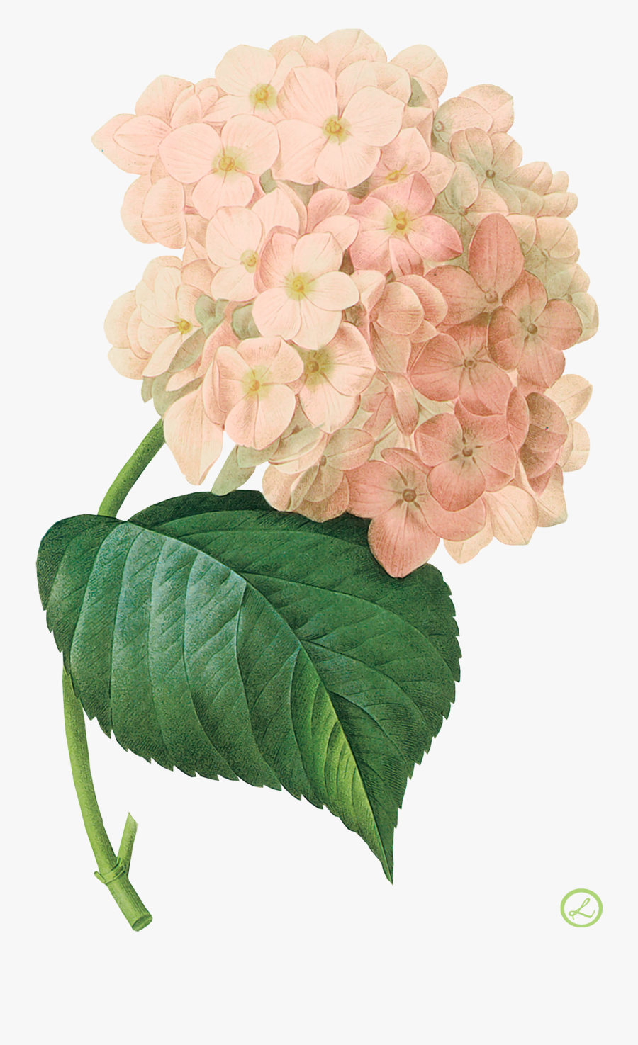 К Hydrangeas, Pink Hydrangea, Vintage Botanical Prints, - Hydrangea Botanical Print, Transparent Clipart
