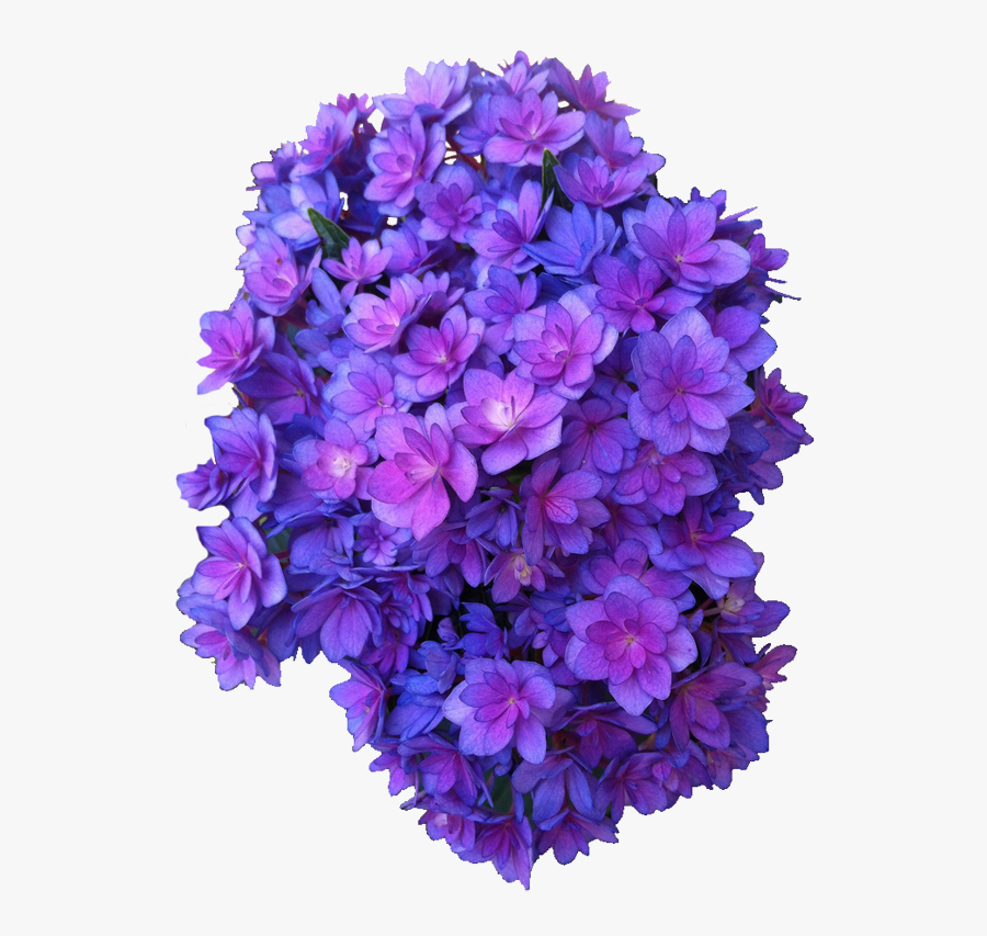 Clip Art Transparent Flowers Forever Ever - Purple Flower Transparent Background, Transparent Clipart