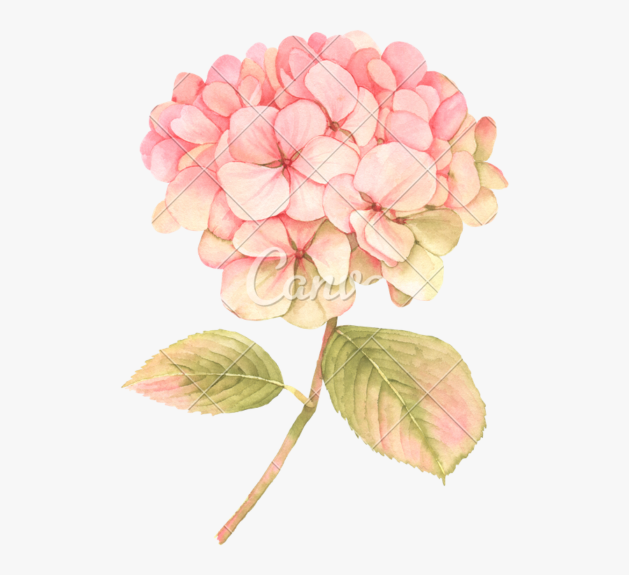 Hydrangea Transparent Watercolor - Hydrangea Flower In Bloom, Transparent Clipart