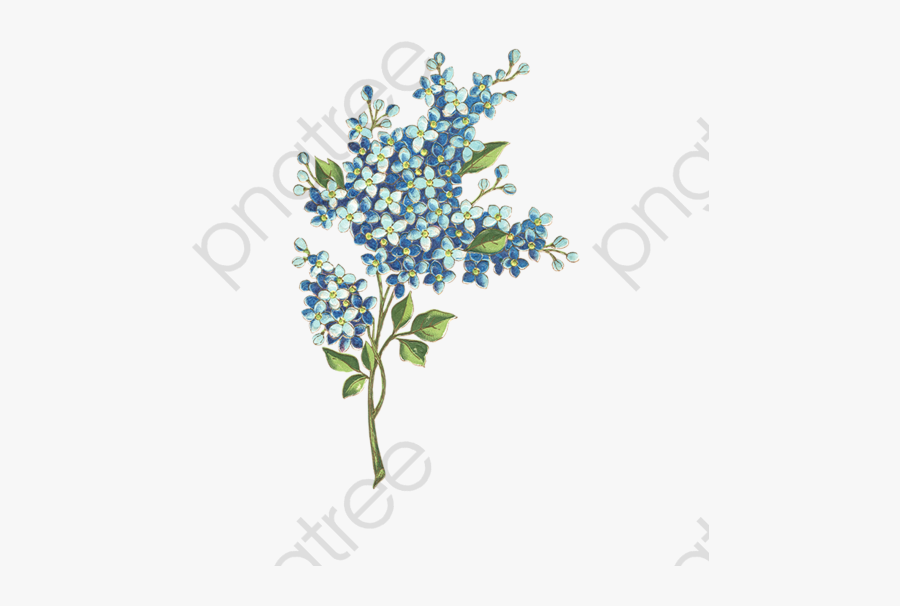 Watercolor Hydrangea - Diploma Script Free Download, Transparent Clipart