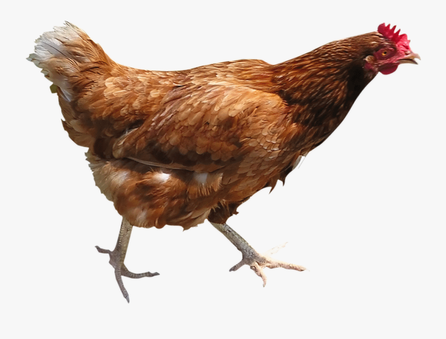 Chick Clipart Live Chicken - Hen Transparent Background, Transparent Clipart