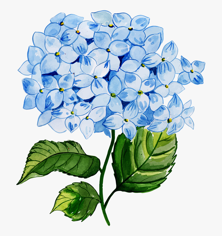 Hydrangea Serrata, Transparent Clipart