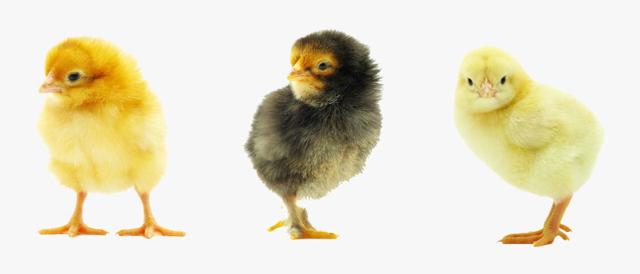 Clip Art Baby Chicks Png - Baby Chicken Transparent Background, Transparent Clipart