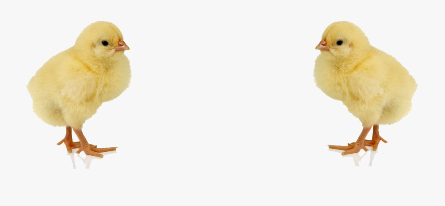 Clip Art Chick - Baby Chick Png, Transparent Clipart