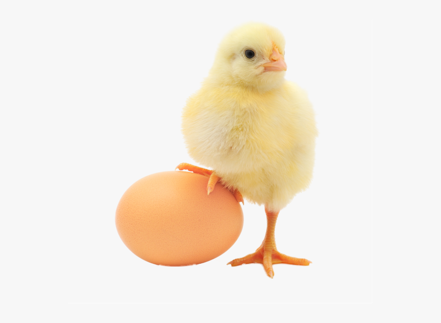 Clip Art Image Of A Baby Chick - Chicken Hd, Transparent Clipart
