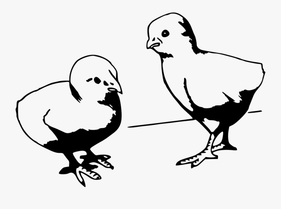 Chicken Vector Cliparts 8, Buy Clip Art - Baby Chicks Black And White Clipart, Transparent Clipart
