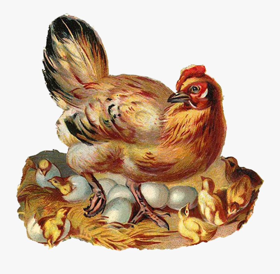 Chick Clipart Vintage - Chicken And Chicks Clip Art, Transparent Clipart