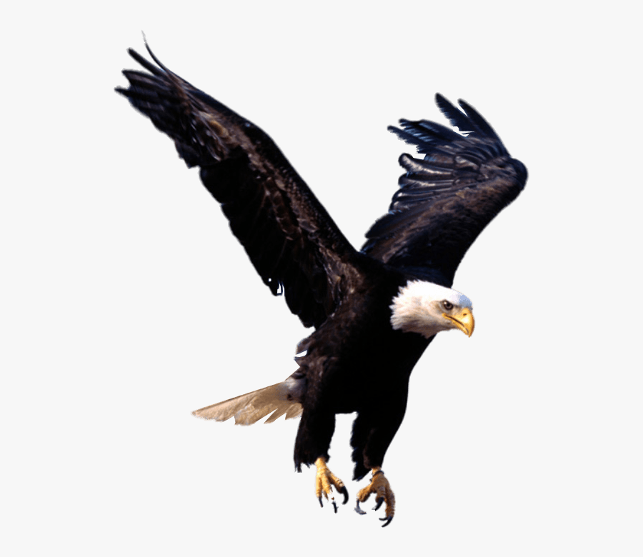 Eagle - Transparent Background Eagle Png, Transparent Clipart