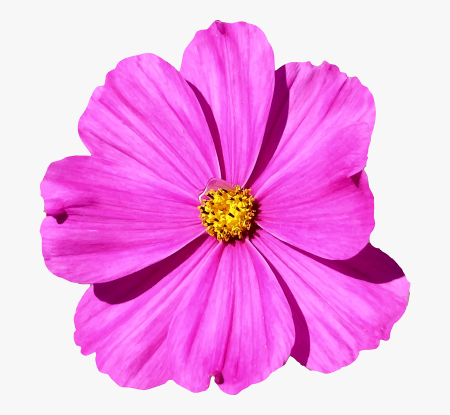 Plant,flower,garden Cosmos - Cosmos Flower Png, Transparent Clipart