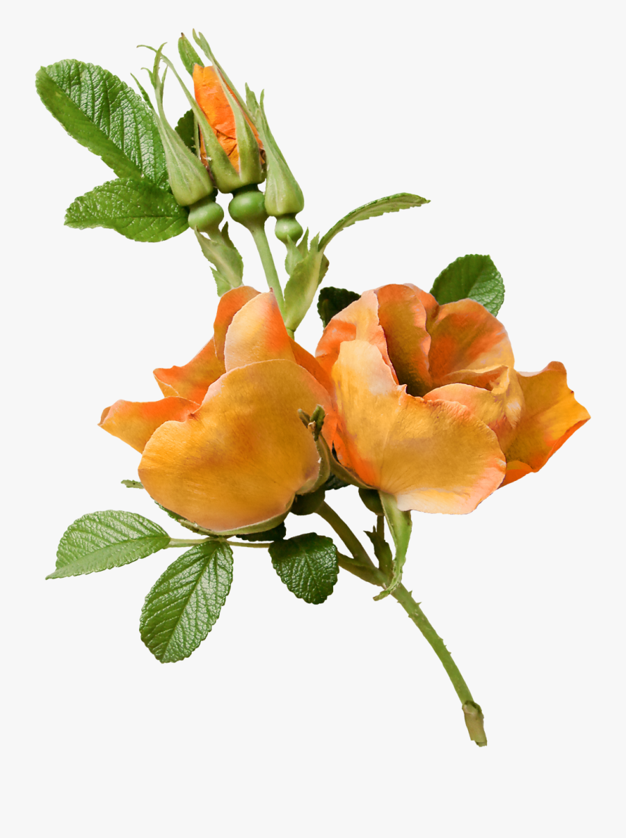 Flower Garden Roses Floral Design Clip Art - Rose, Transparent Clipart