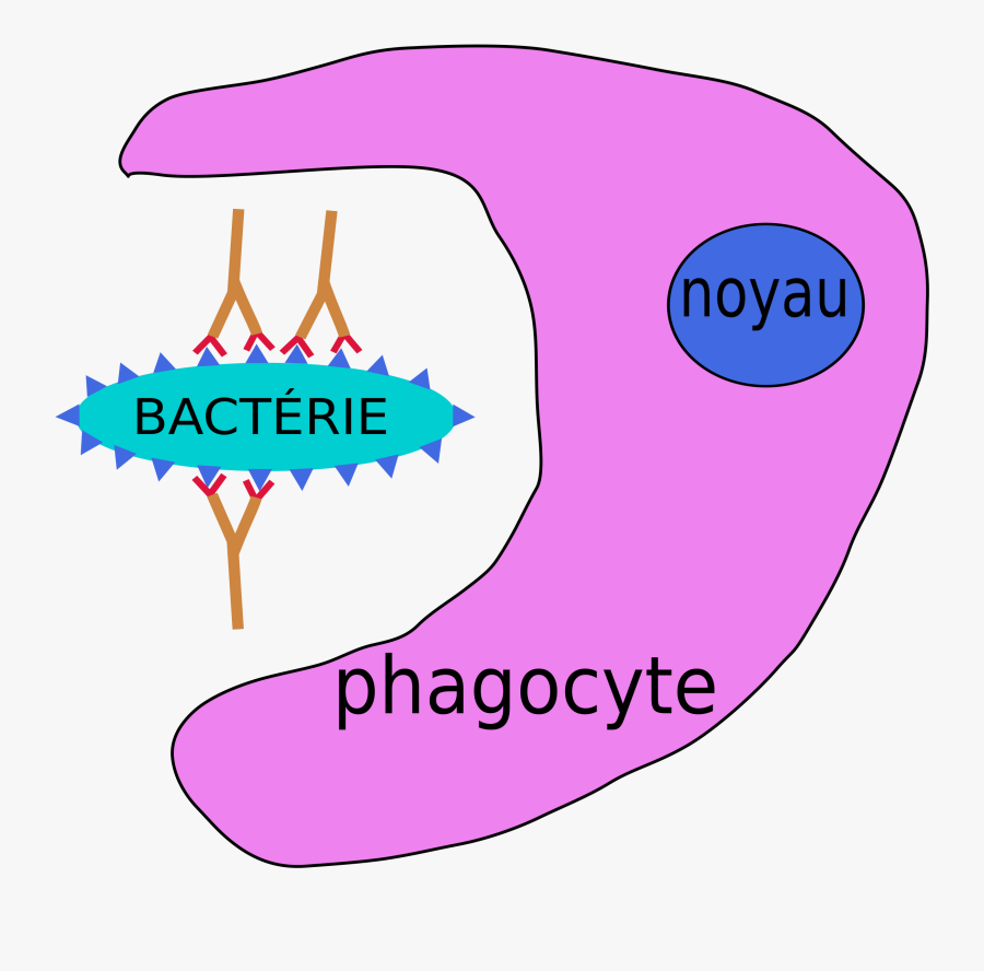 Immunity 20clipart - Phagocyte Clipart Transparent Background, Transparent Clipart