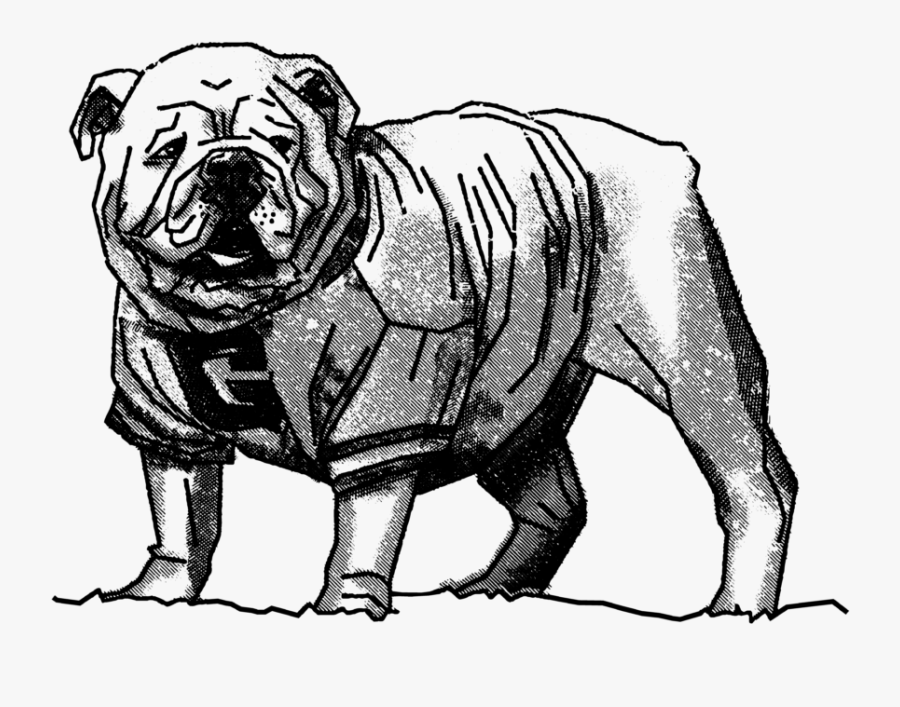 Drawn Bulldog Uga - Art Uga The Bulldog Drawing, Transparent Clipart
