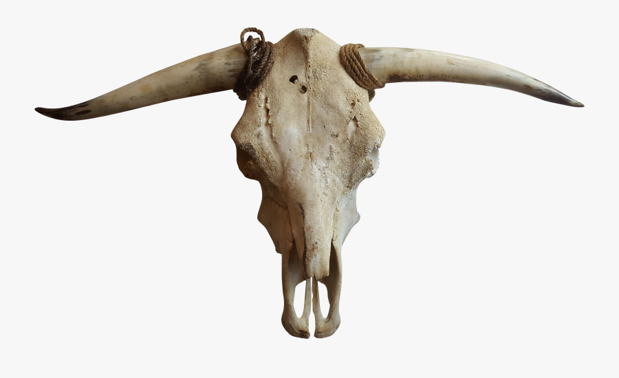 Cattle Goat Horn Bone - Transparent Cow Skull Png, Transparent Clipart