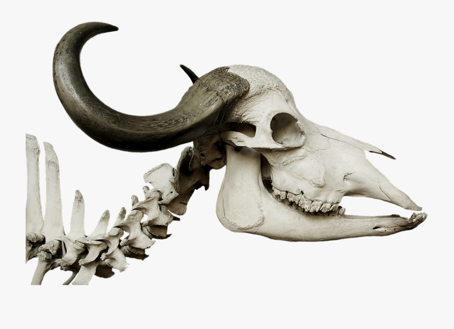 Cattle Skull, Skull, African Buffalo, Syncerus Caffer - Stone Age Animal Skull, Transparent Clipart