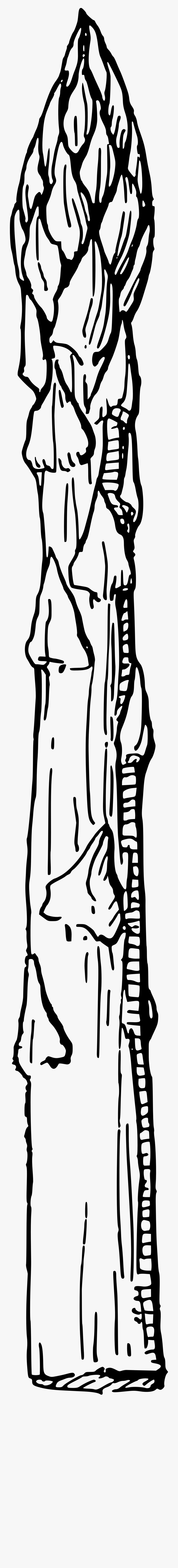 Asparagus Line Art, Transparent Clipart