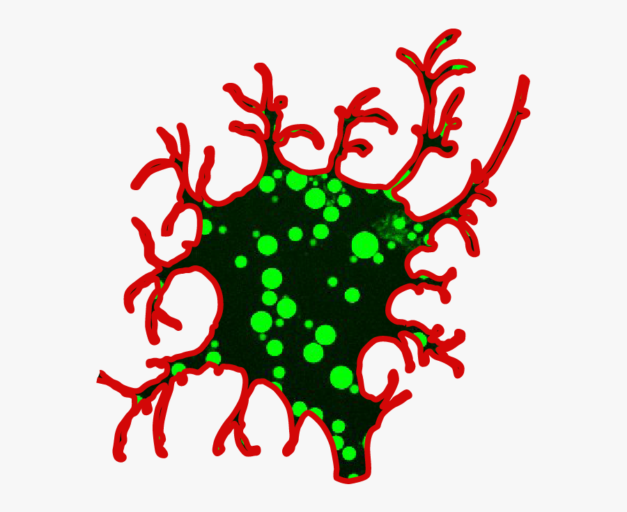 Protein Phase Separation, Transparent Clipart