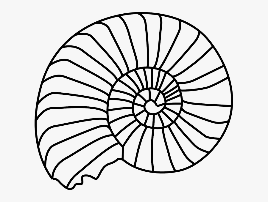 Fossil Animal Biology Transparent Png Images - Shell Outline, Transparent Clipart