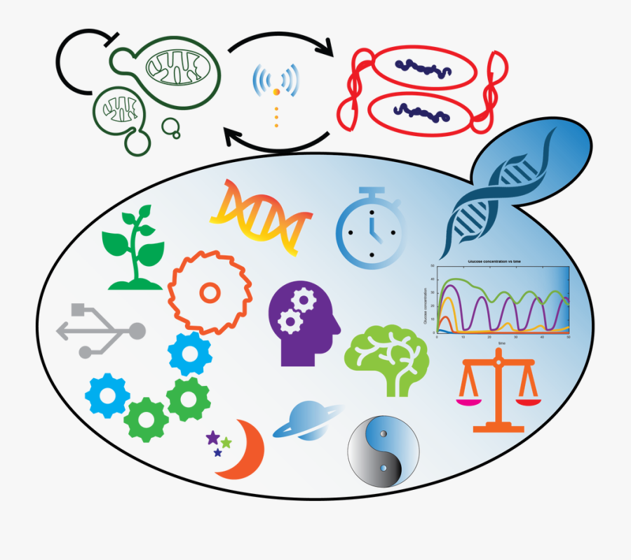 Picture, Transparent Clipart