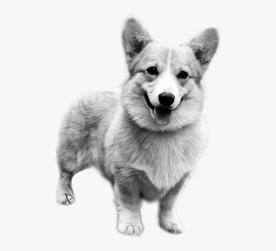 Pembroke Welsh Corgi Puppy Dog Breed Cardigan Welsh - Transparent Background Png Corgi, Transparent Clipart
