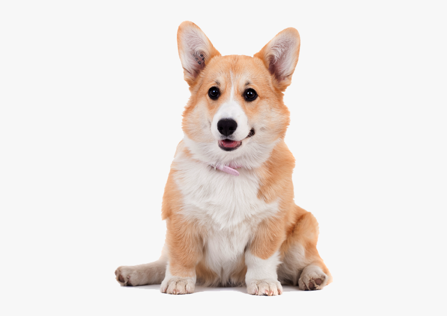Pembroke Welsh Corgi Cardigan Welsh Corgi Shiba Inu - Pembroke Welsh Corgis Png, Transparent Clipart