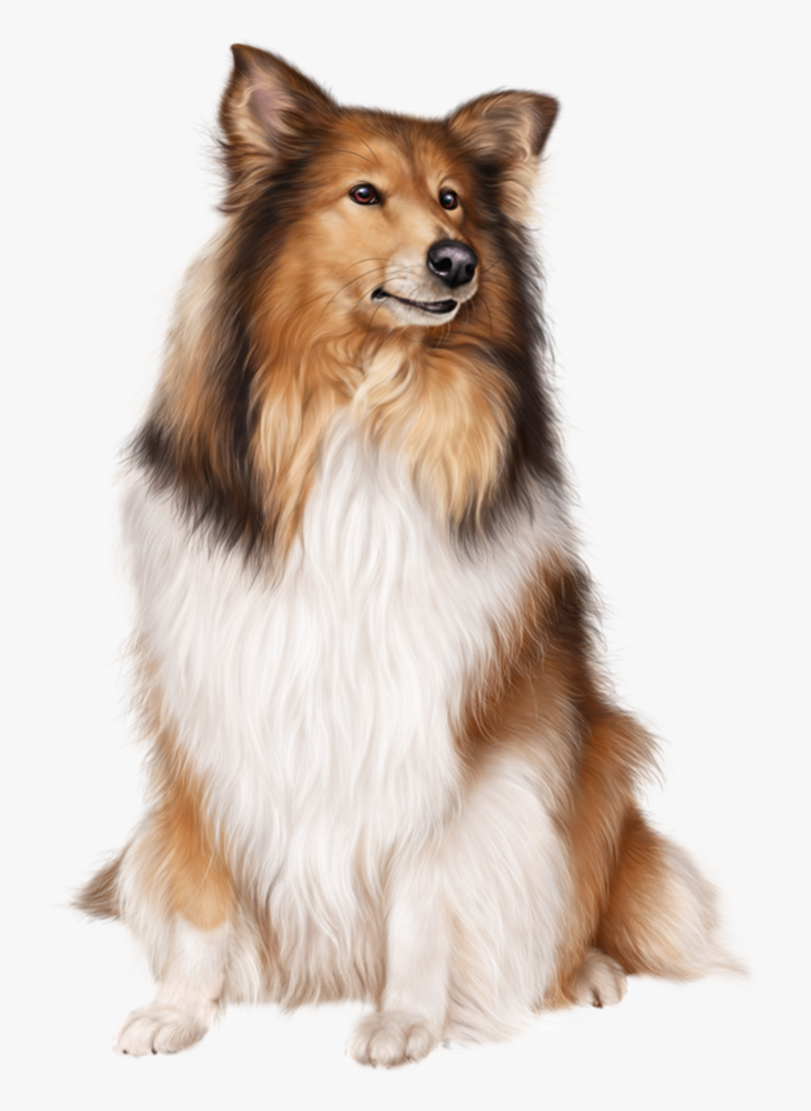 Transparent Sheltie Clipart - Christmas Collie Transparent, Transparent Clipart
