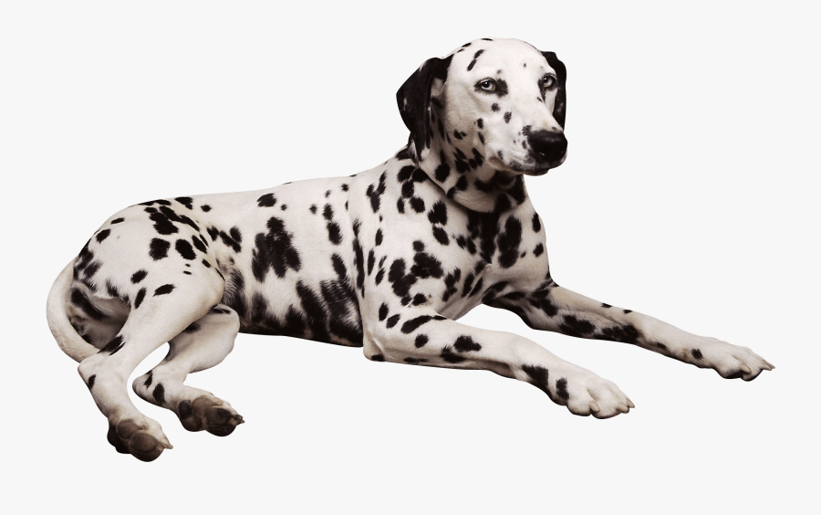 Clip Art Dalmation Corgi - Png Dalmatian, Transparent Clipart