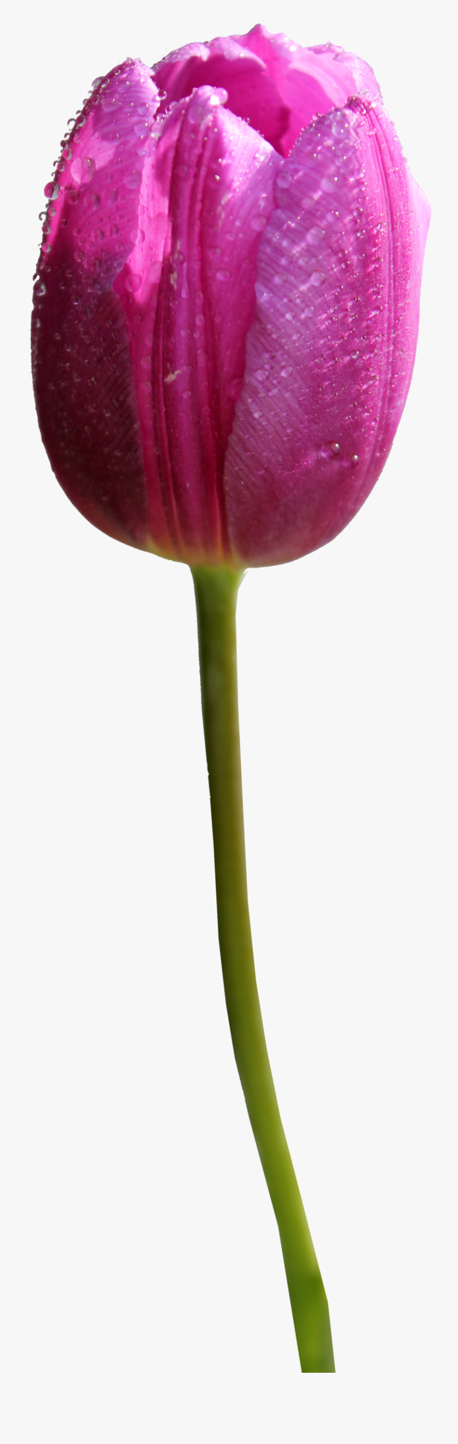 Purple Tulip No Background, Transparent Clipart