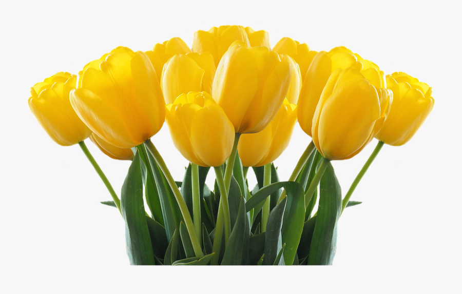 Yellow Tulips Png, Transparent Clipart