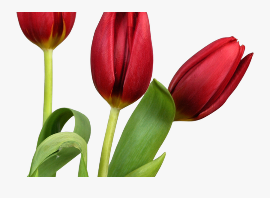 Transparent Png Flowers - Tulip Png, Transparent Clipart
