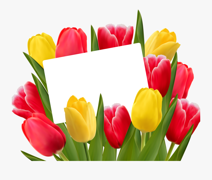 Tulips Clipart Themed - Boldog Nőnapot, Transparent Clipart