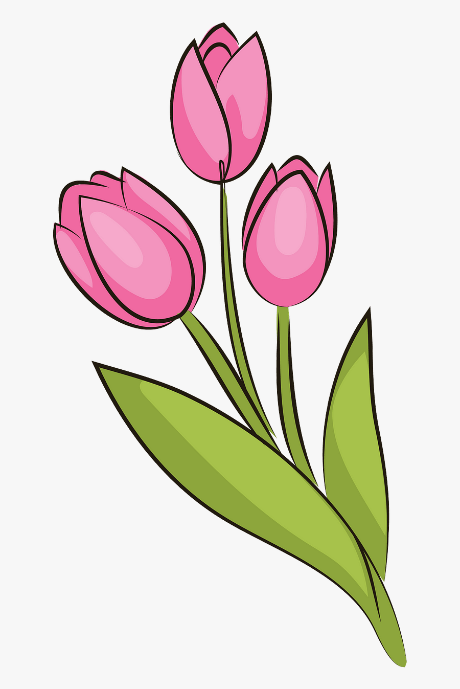 Sprenger's Tulip, Transparent Clipart