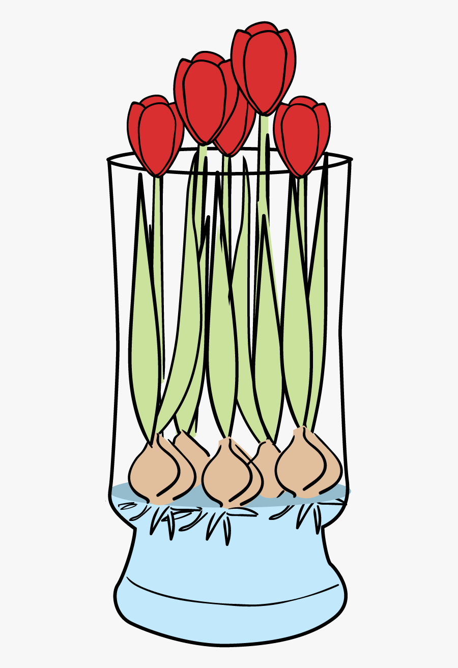 Tulips-faq - Save Tulip Bulbs Grown In Water, Transparent Clipart