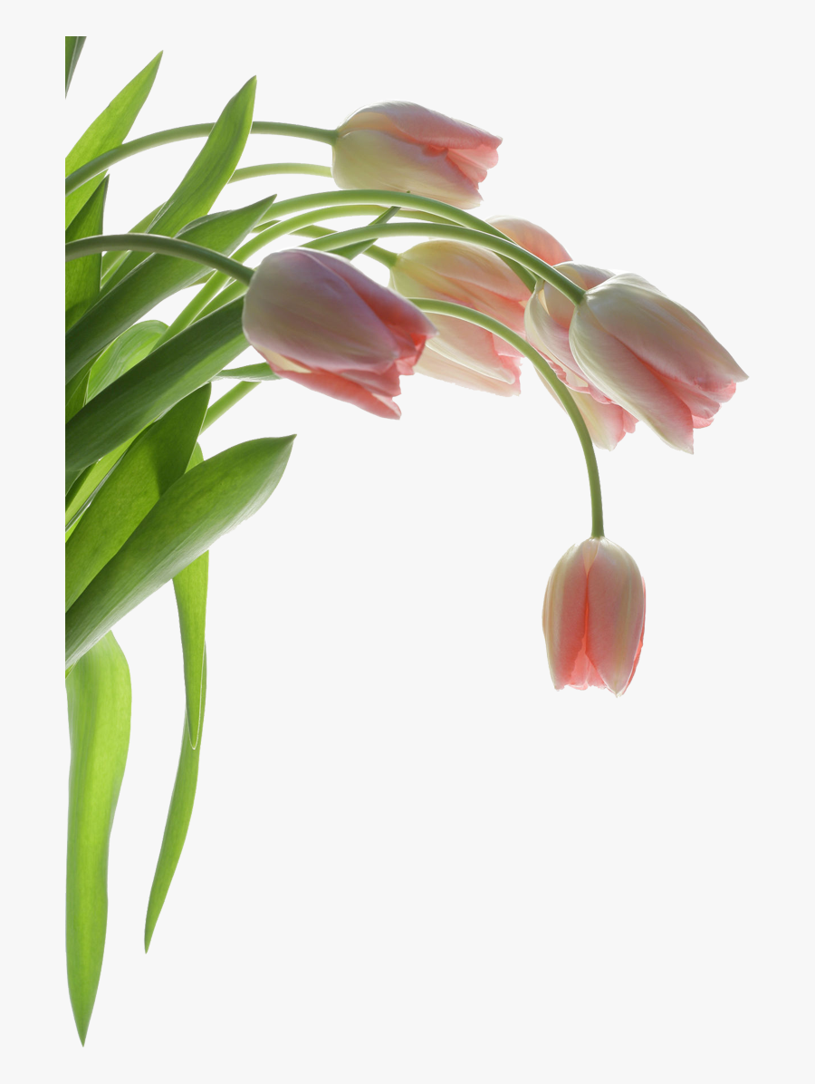 Tulip, Transparent Clipart