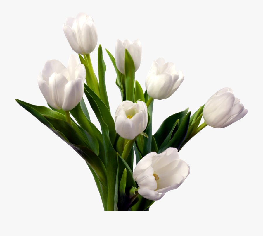 White Tulip White Background, Transparent Clipart