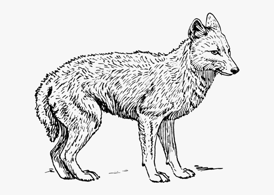 60149 - Coyote Black And White, Transparent Clipart