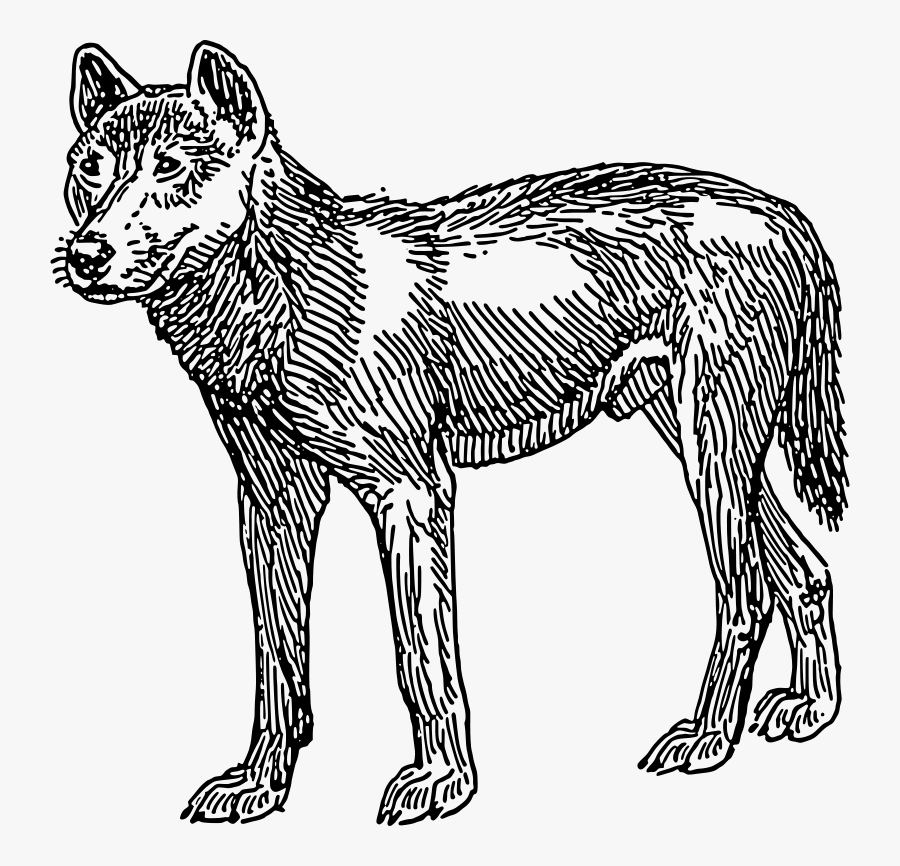 Line Art,wildlife,puma - Early Dogs In The Americas, Transparent Clipart