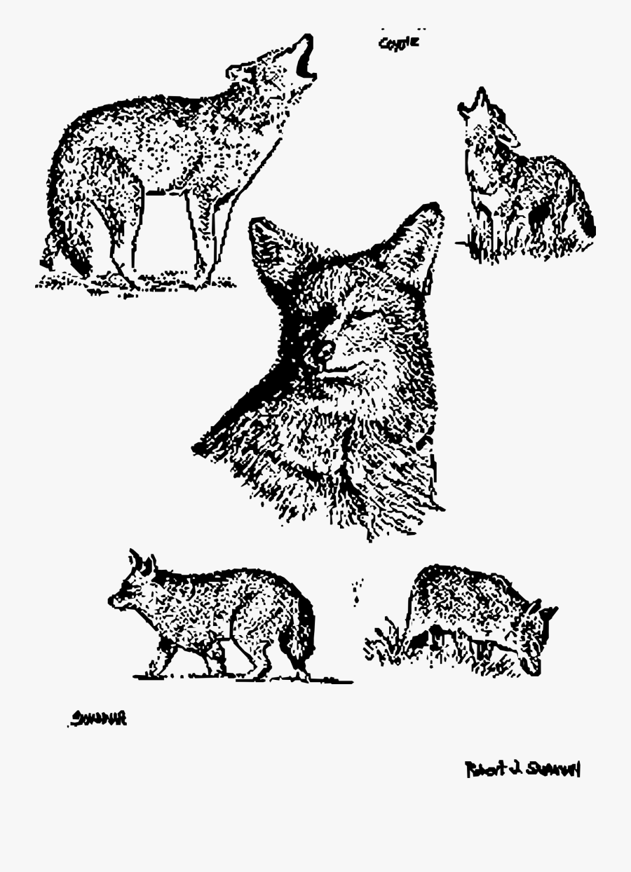 Coyotes Clip Arts, Transparent Clipart