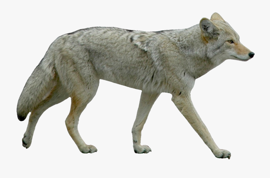 Free Scavenger Animal Download - Coyote With White Background, Transparent Clipart