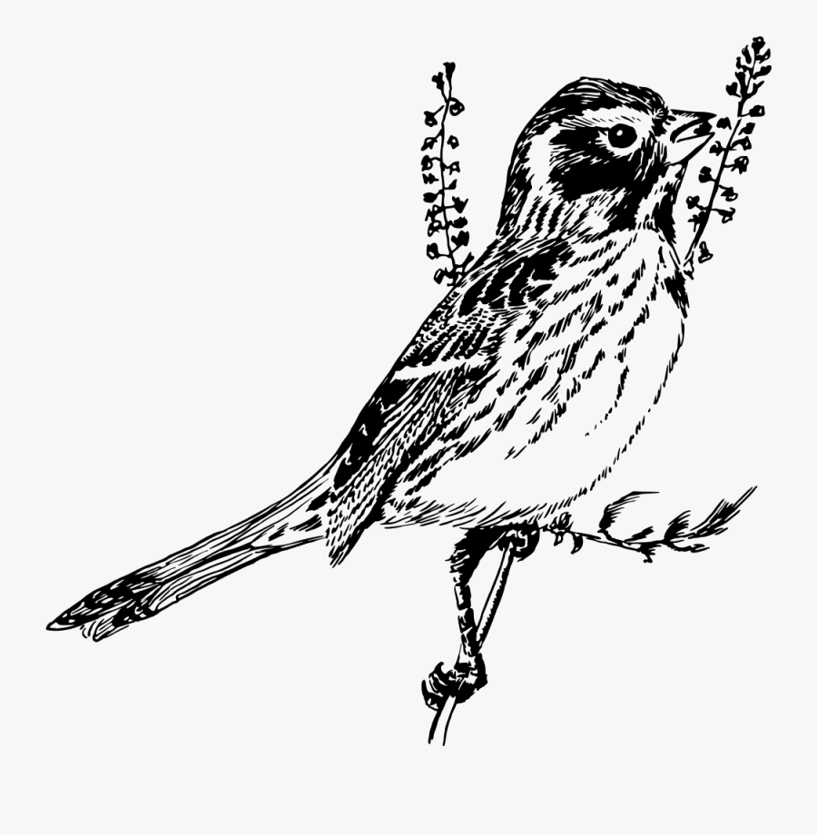 Owl,art,monochrome Photography - Drawing, Transparent Clipart